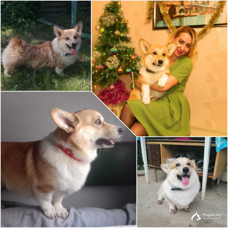 Пропал вельш-корги из Ахтубинска