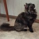 Найдена кошка