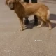 Найдена собака Гагаринский район Москва