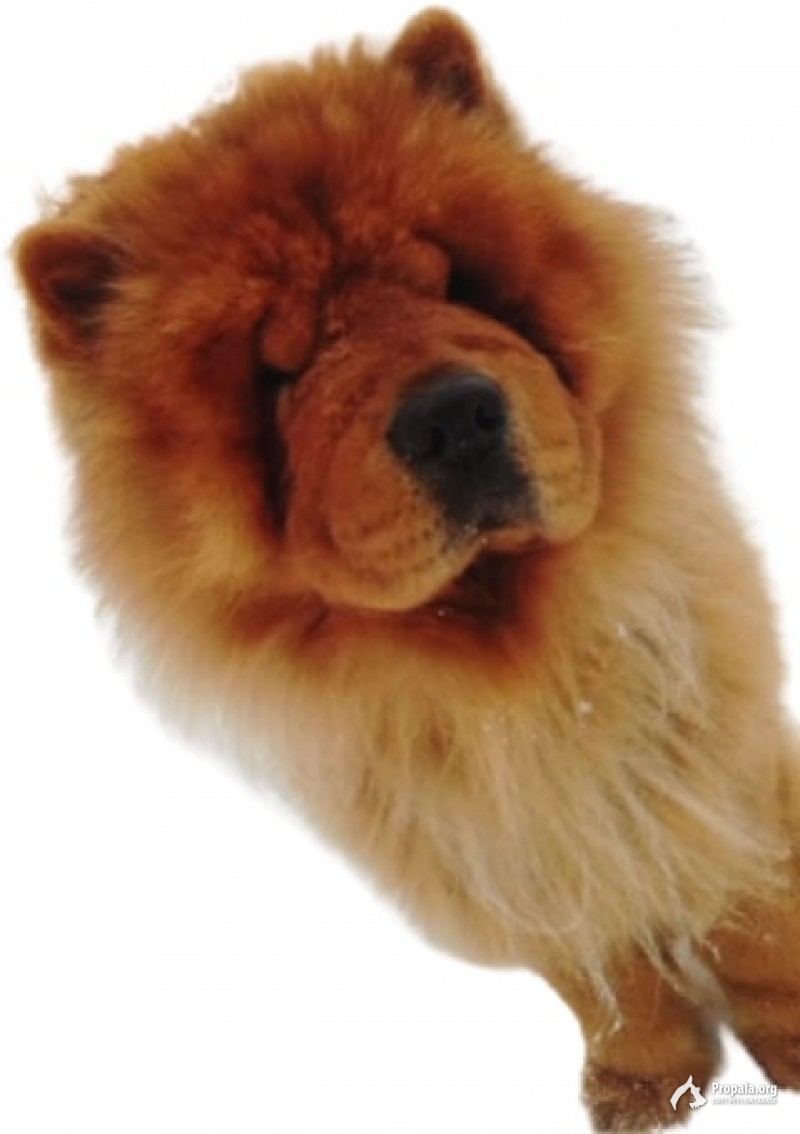 19 февраля 2021 в Куликово, Зеленоградский округ