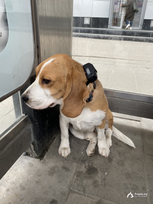 Только что найдена собака, сидит метро авиамоторная 
