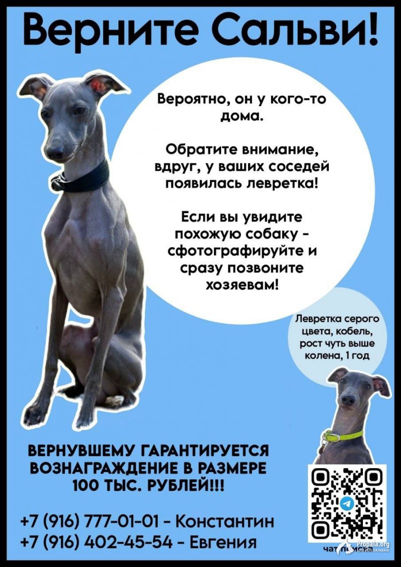 ❗ ПРОПАЛА СОБАКА, ЛЕВРЕТКА ❗