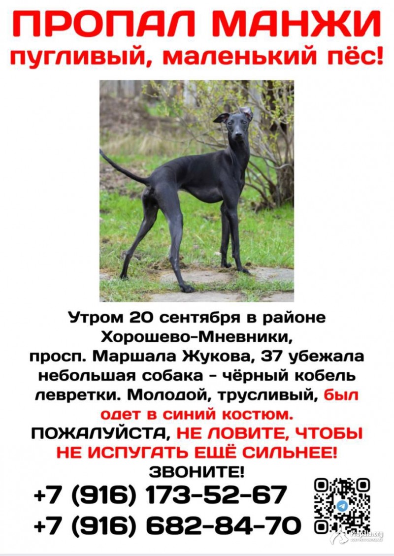 Пропала собака Черная Левретка .