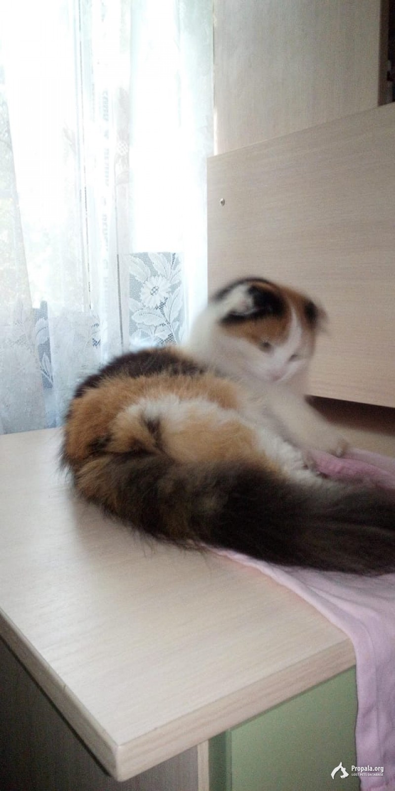 Пропала вислоухая кошка,21.03