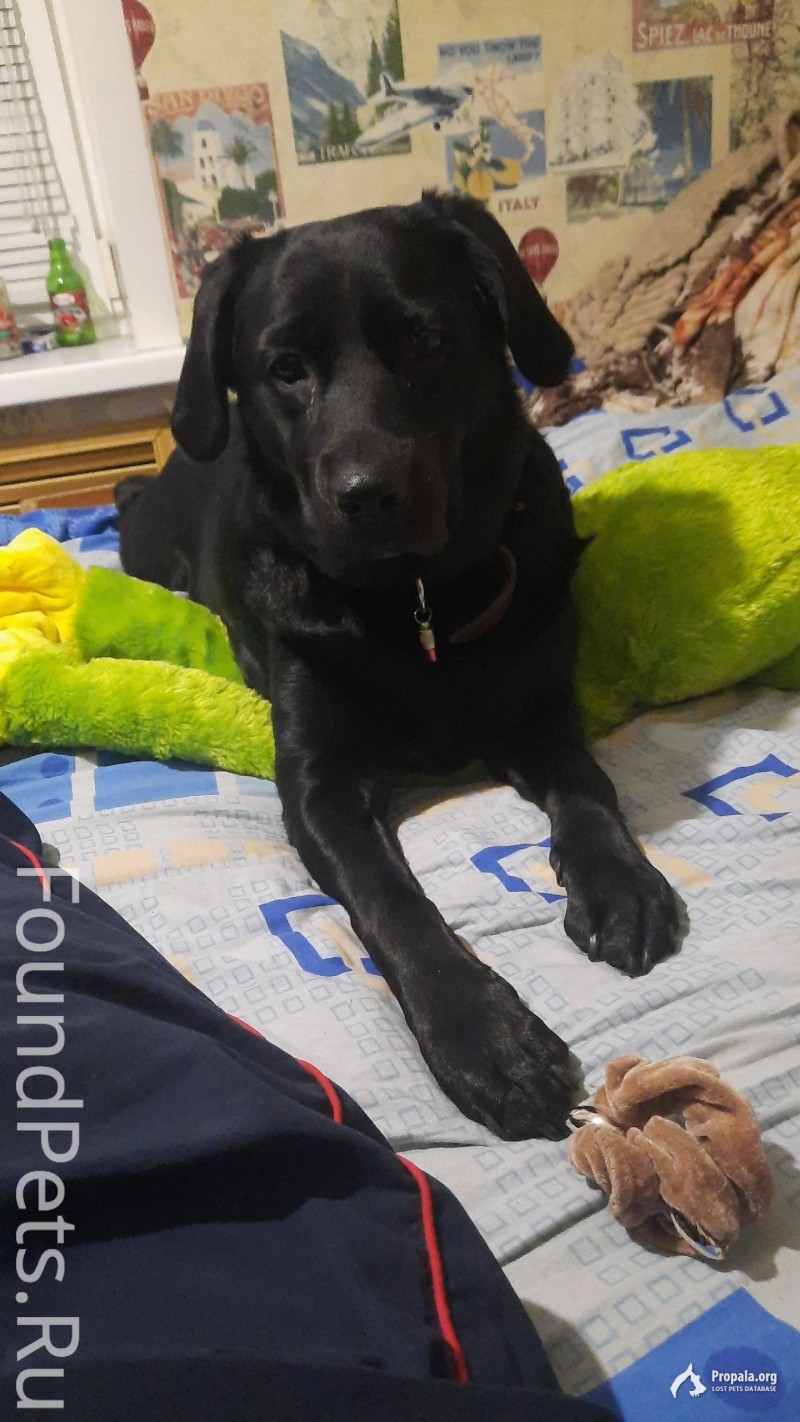 Помогите найти собаку