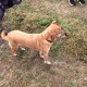 Потерялась собака, девочка. Метис