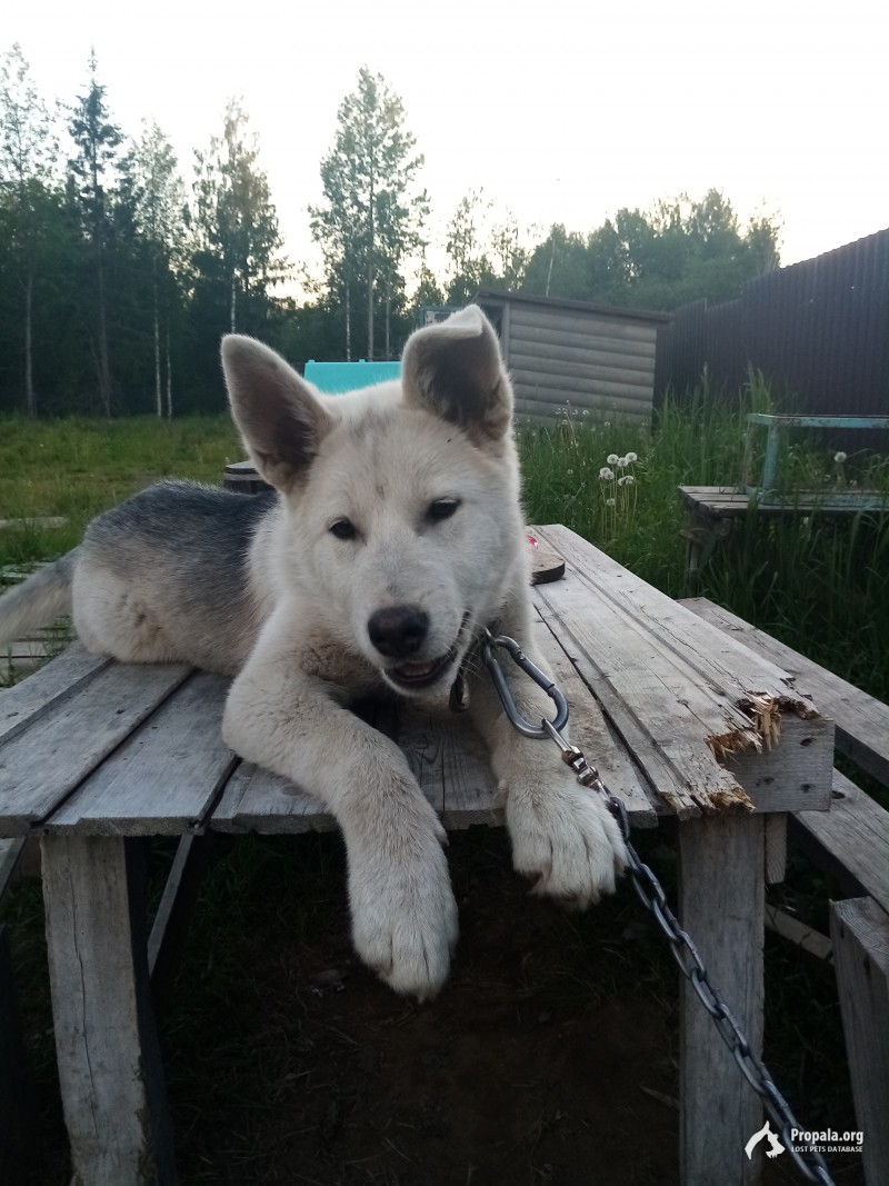 Пропал щенок, лайка.