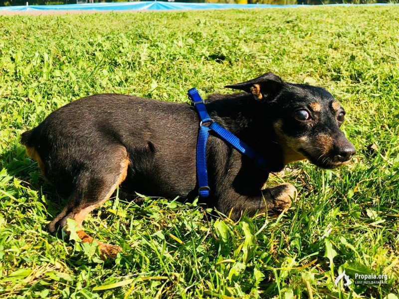 ПРОПАЛА СОБАКА!!!