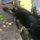 Пропала немецкая овчарка