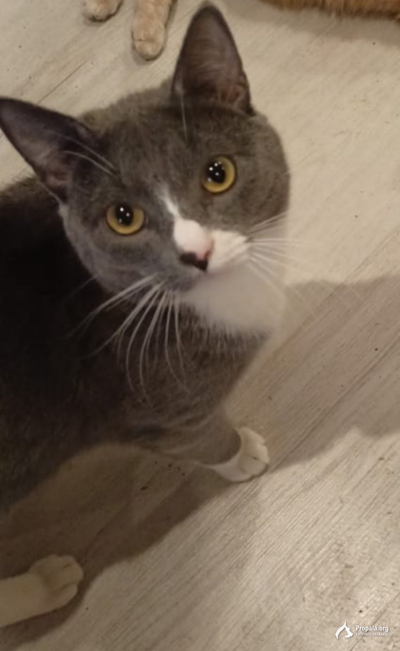 пропал котейка