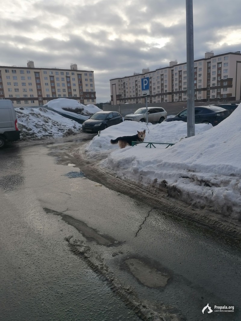Собака возможно порода овчарка с ошейником