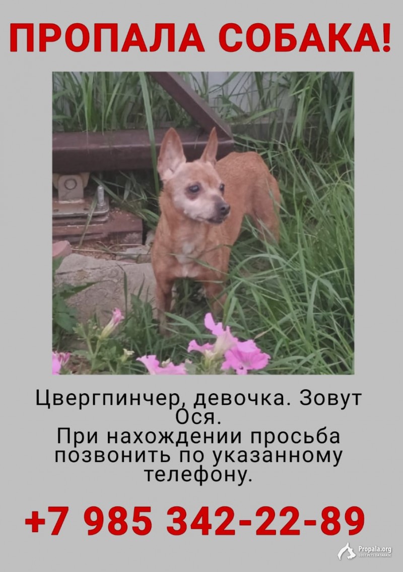 Пропала собака!!!