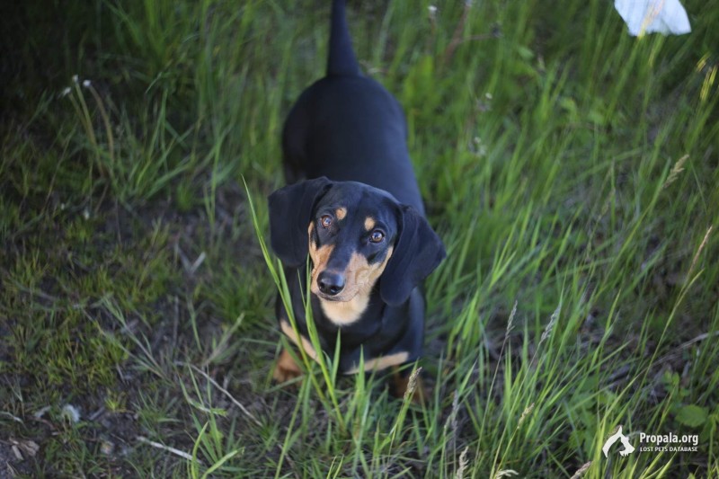 Пропала Такса