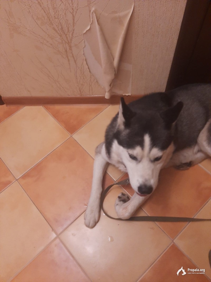 Найден кобель хаски
