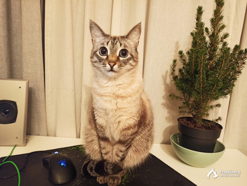 Пропала кошка Лёля!