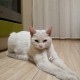 Найдена молодая бывшедомашняя кошечка