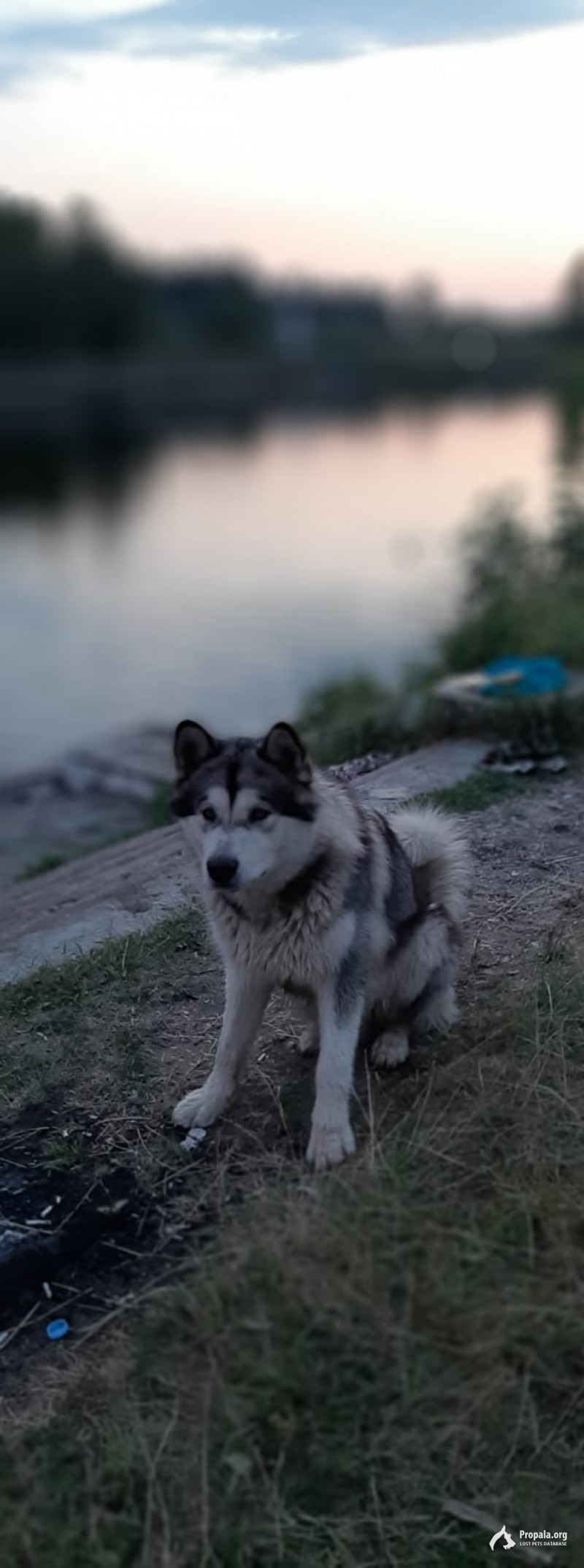 Найден маламут