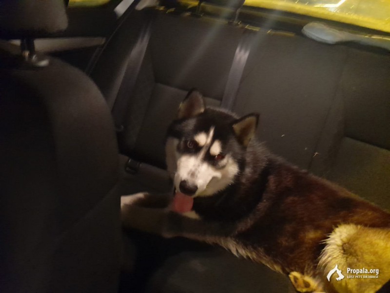 Найден хаски. Кобель. СПБ и ЛО