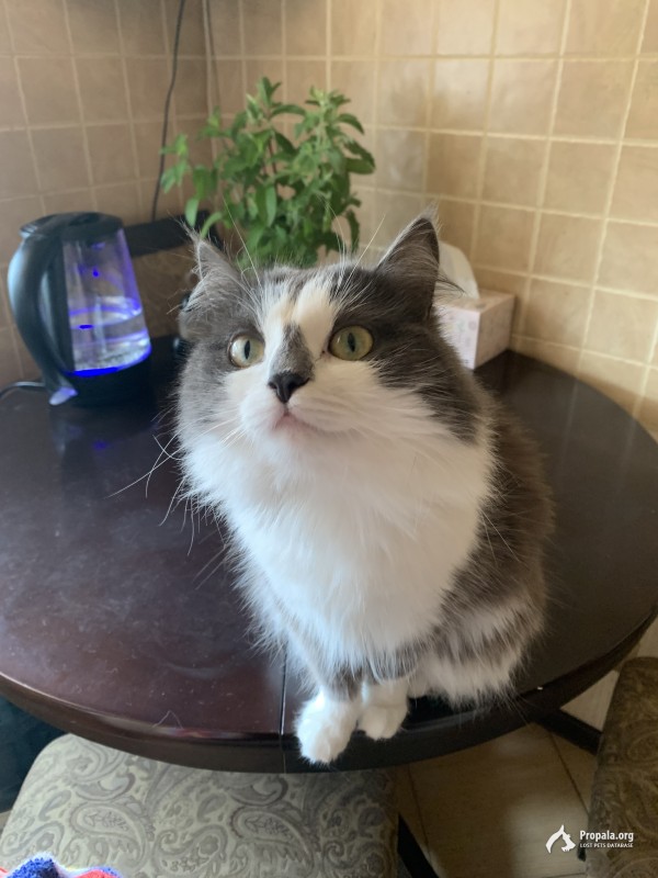 Пропала кошка в Южном Урале