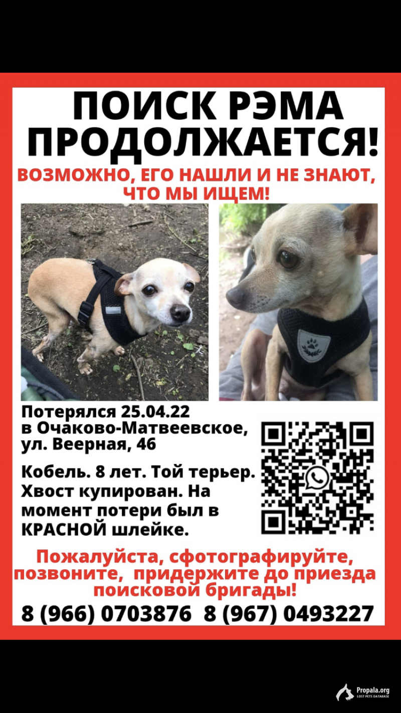 Разыскивается русский той терьер РЭМ