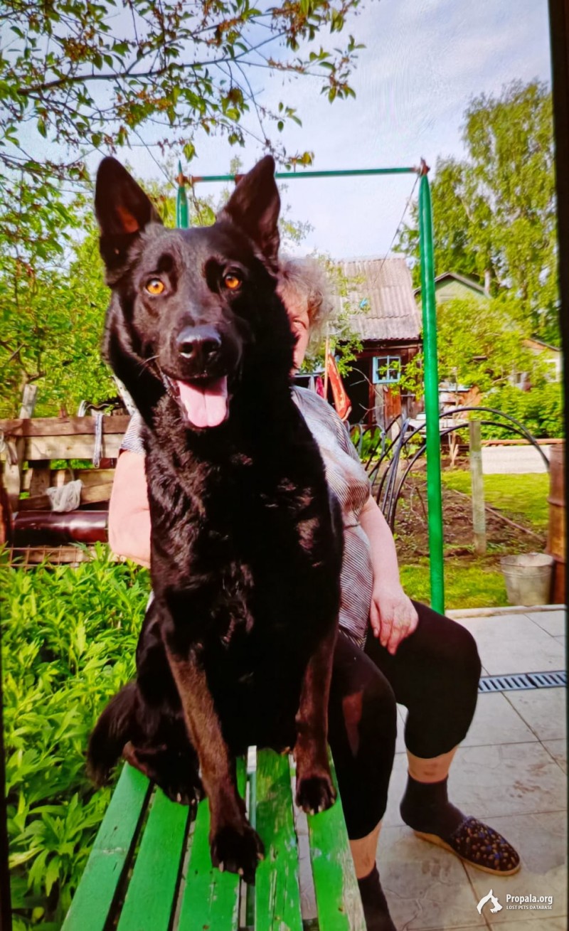 ПРОПАЛА СОБАКА ЩЁЛКОВО МО