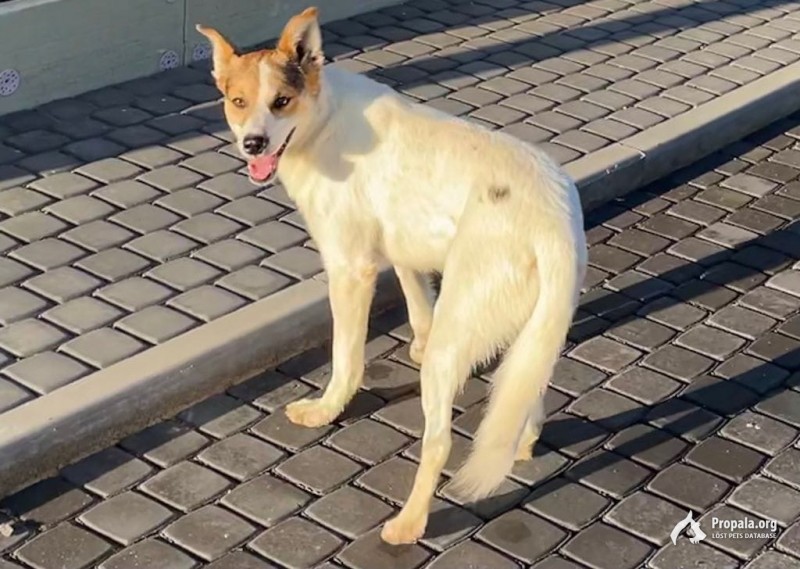 Волосовский р-н,  д. Озёра.