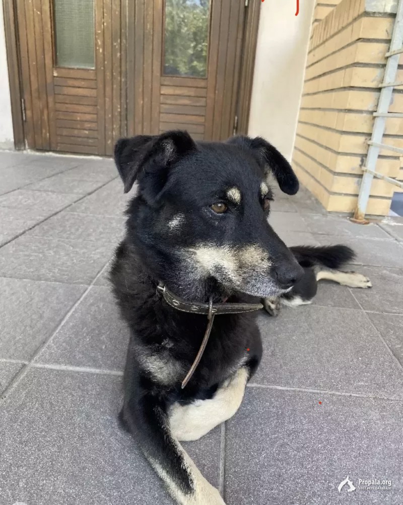 Пропала собака