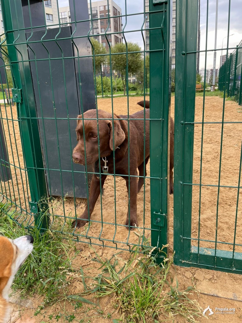 Найдена девочка-лабрадор в ЖК Испанские кварталы, Мск