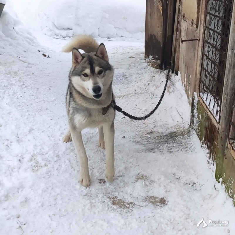 Найден кобель лайки или хаски Серпухов