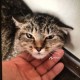 Пропала кошка Муся