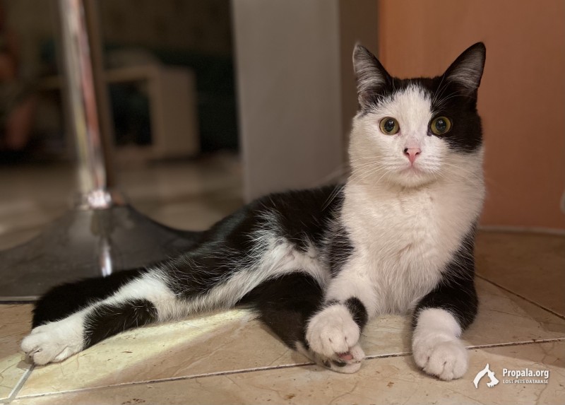 Пропал котенок
