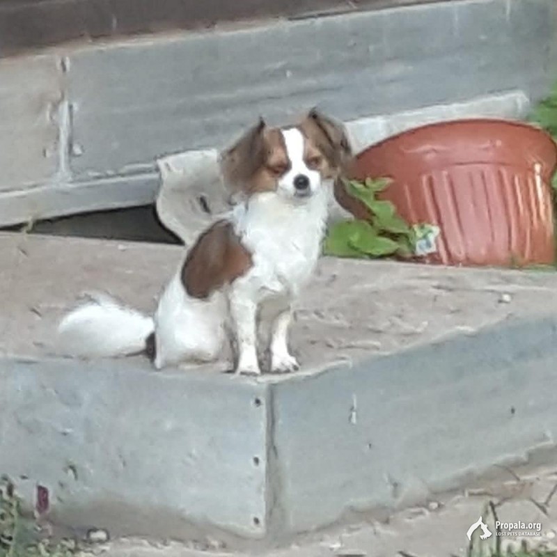 ТЦ ГЛОБУС ПУШКИНО Моск.обл. потерялась собака