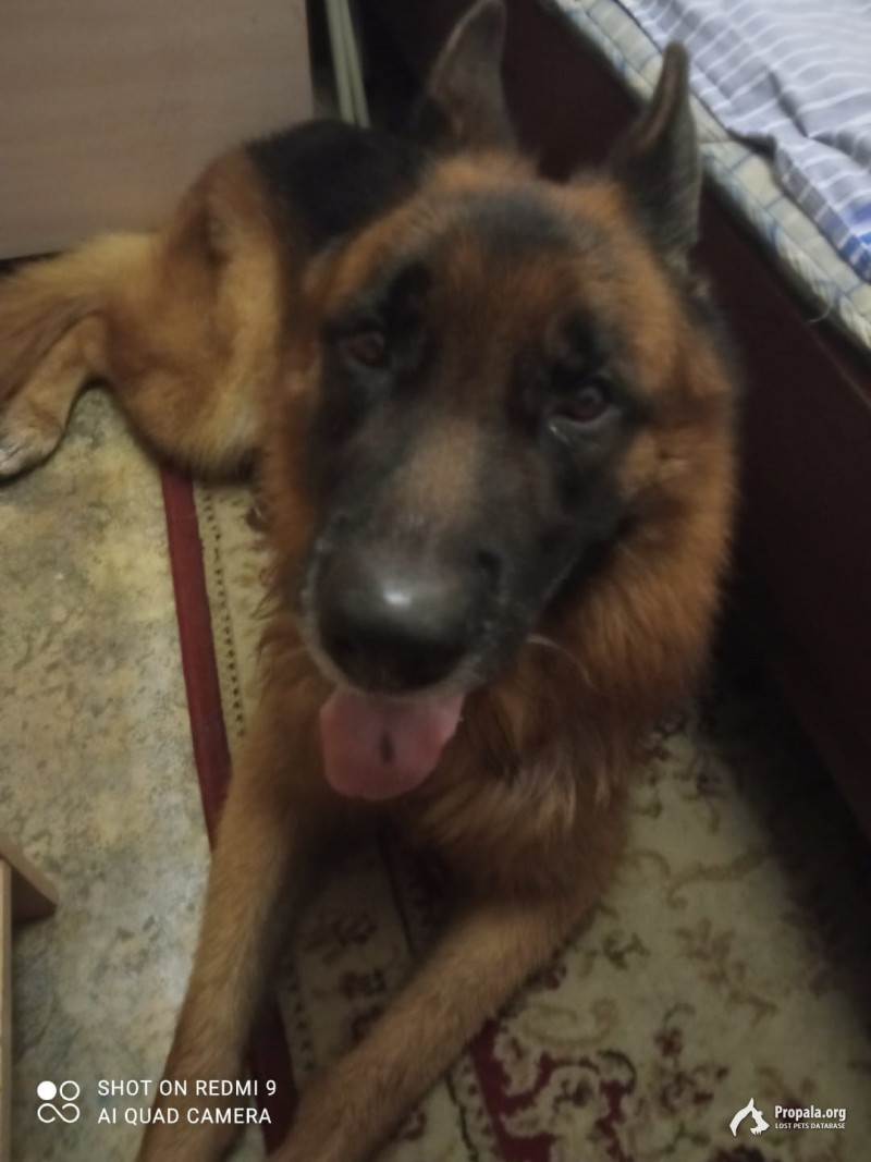 Потерялся любимец