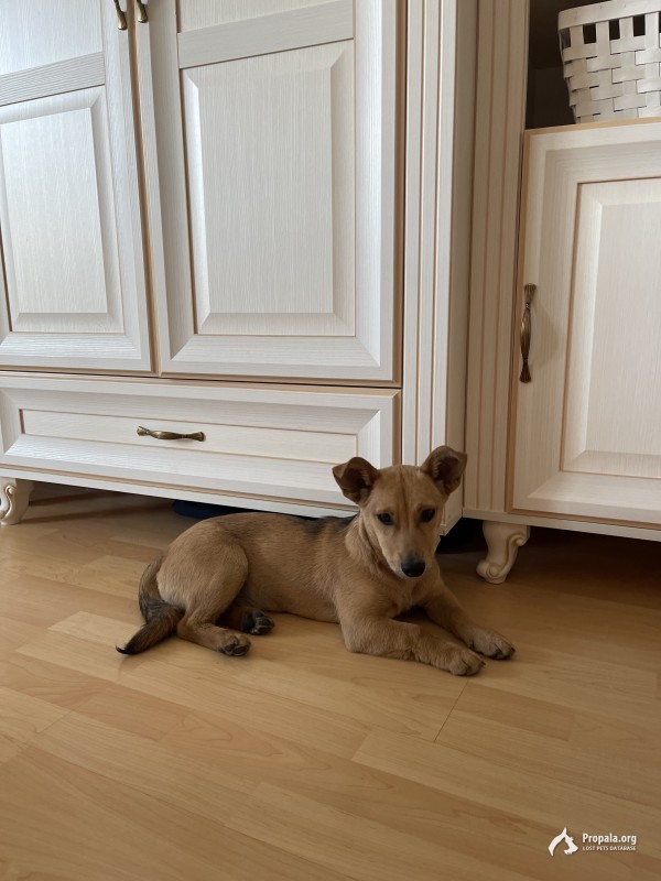 Найдена девочка на парковке в море Молл 10.03