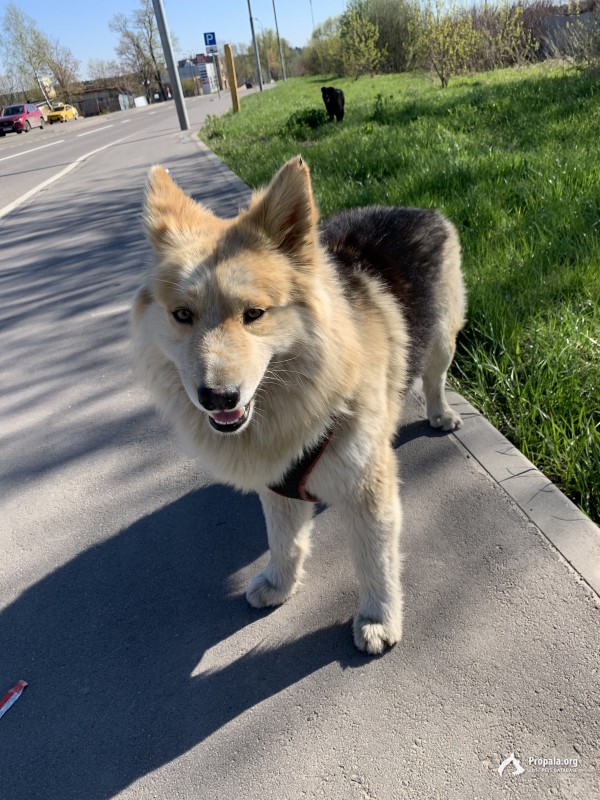 Найдена собака