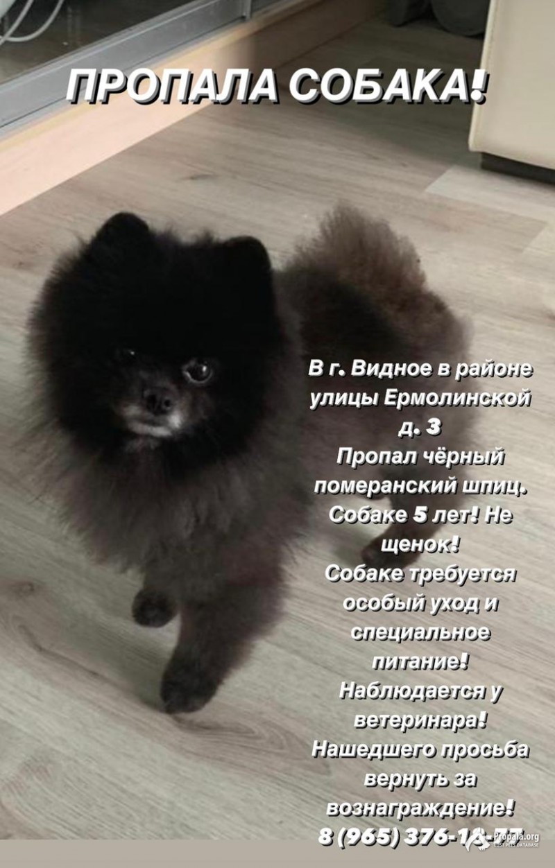 Пропала собака