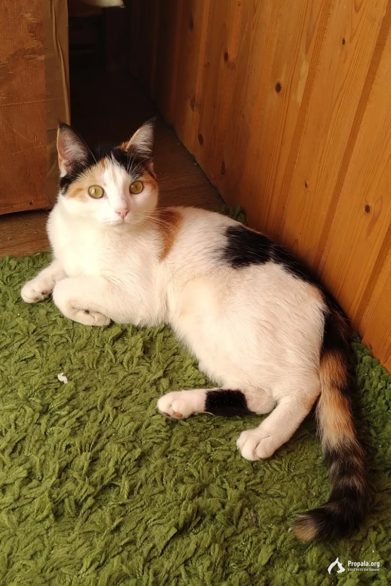 ПРОПАЛА КОШКА 4 ГОДА