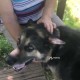Пропала немецкая овчарка