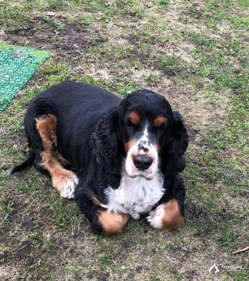 Пропала собака, г. Белоозерский, на улице юбилейной