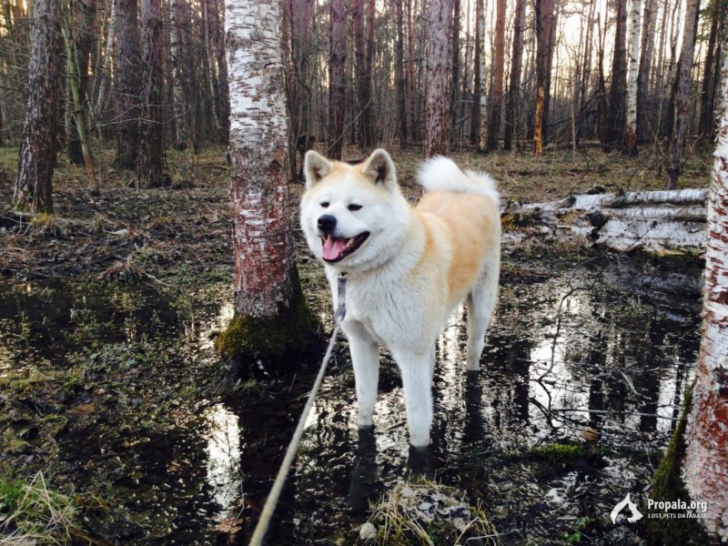 Пропала акита ину