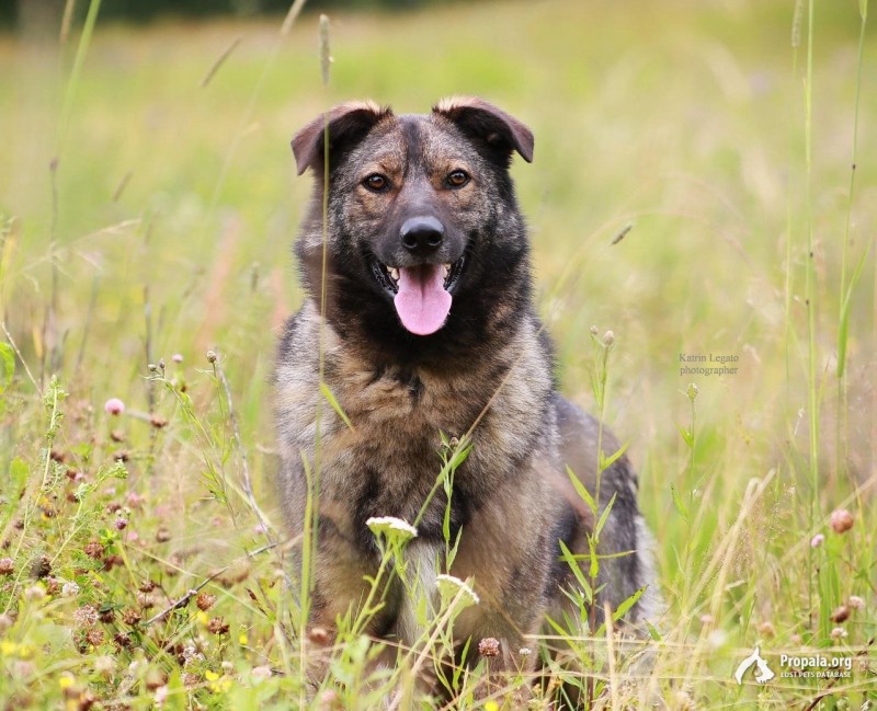 Сэму очень нужен дом, в котором не предадут друга