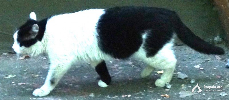 20.01.2021 ПРОПАЛ ЧЕРНО-БЕЛЫЙ КОТ В РАЙОНЕ ИЗМАЙЛОВО