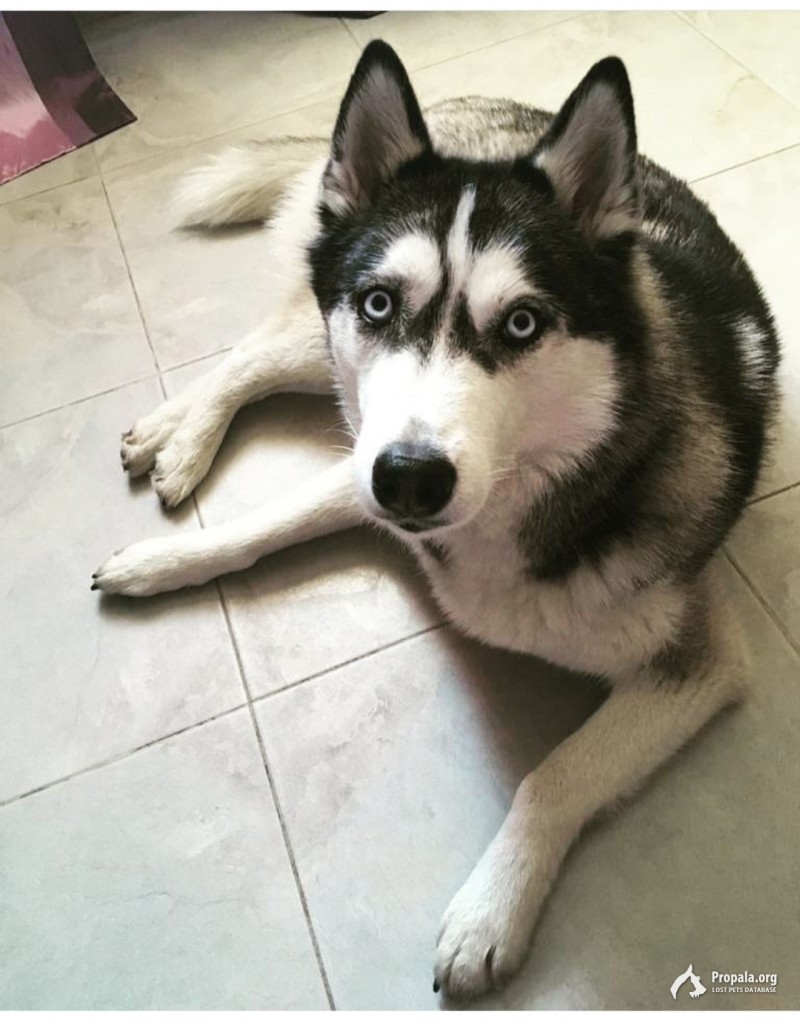 Пропала хаски!