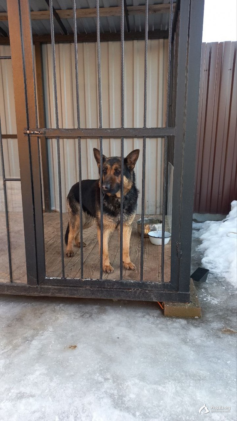 Найдена собака