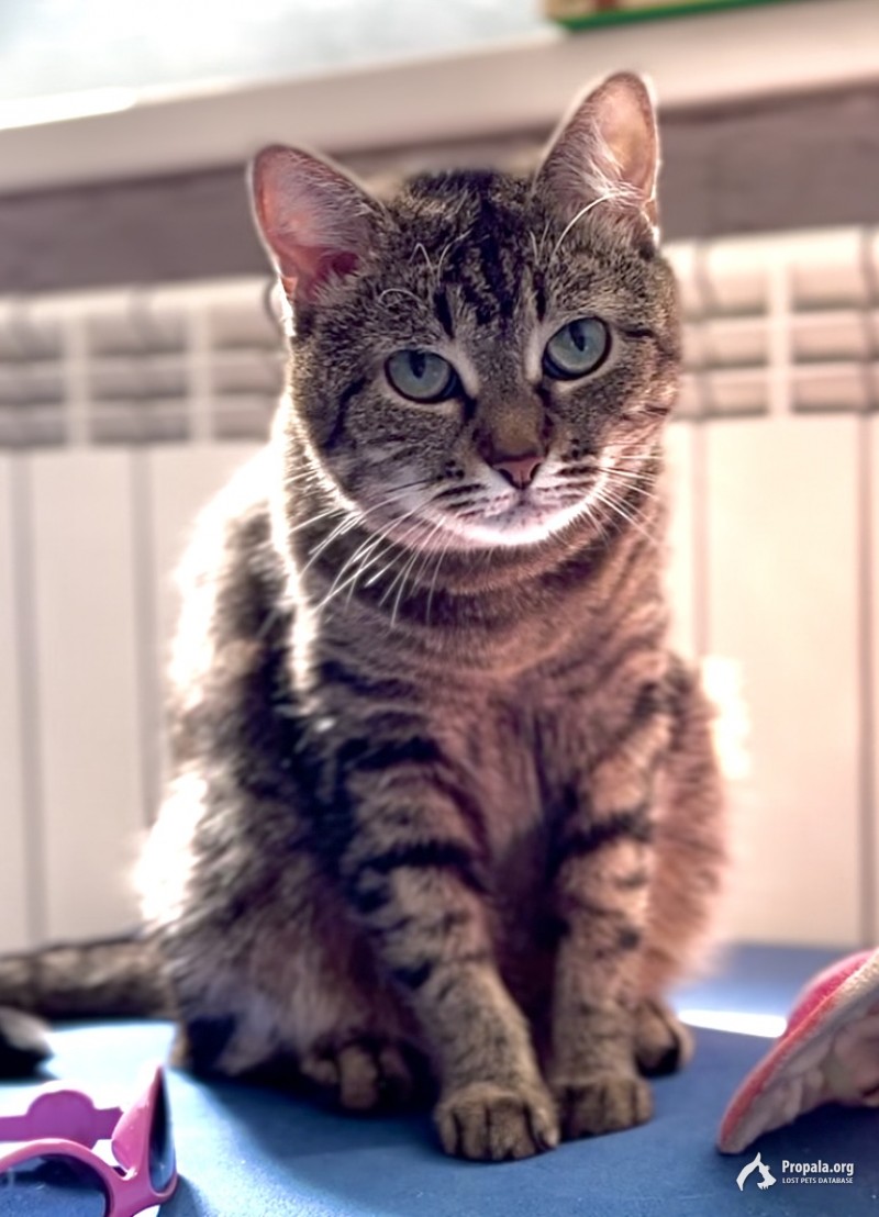 ПРОПАЛА КОШКА