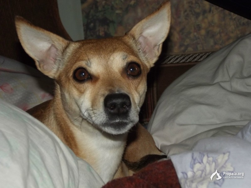 Убежала собака во время прогулки.