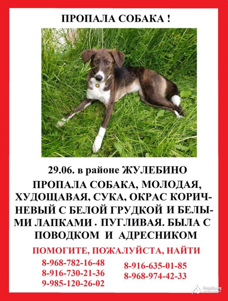 Пропала собака!