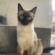 Пропала кошка❗️ Очень просим вернуть