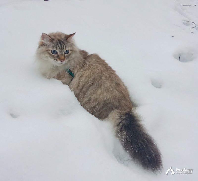 Пропала кошка в ПАРКЕ Кузьминки