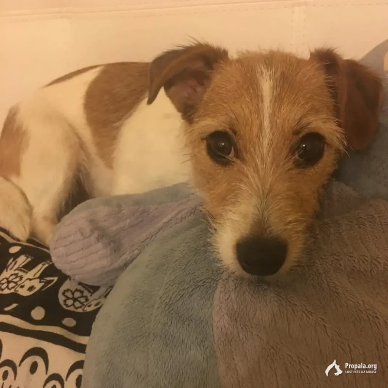 Пропала собака